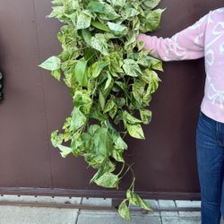 6” snow queen pothos XL 