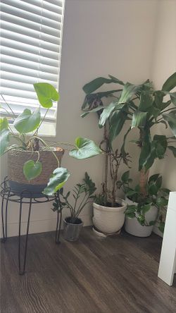 Plants