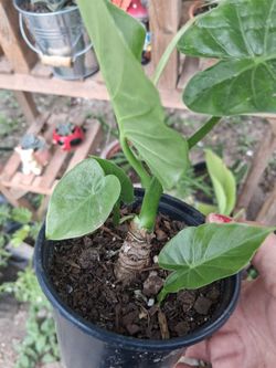 California elephant ear