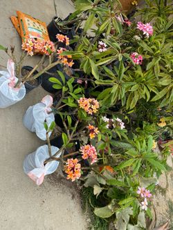 Rainbow plumerias