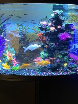 Aquarium 36 GALLONS