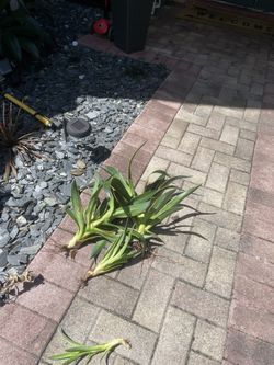 agave Plants