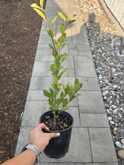 Native Plant: Cascara (Frangula purshiana) - 1 gallon
