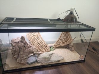 Lizard bearded dragon tank terrarium