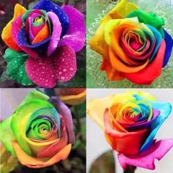 50Pcs Colorful Rainbow Rose Flower Seeds Home Garden Plants Multi-Color