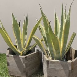 Extra Large Succulent & Cactus Planter in Hand Made Hexagon Bee Planter With Plants– Outdoor/Indoor Garden Decor  