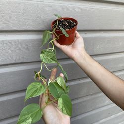 4 variegated heart leaf philodendron for Sale in Bell Gardens, CA - OfferUp