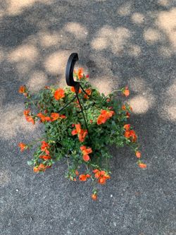 Orange purslane plant