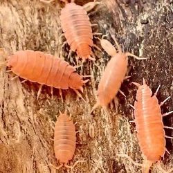 Powder Orange Isopods 20ct