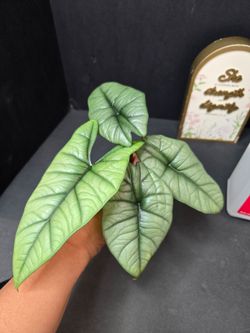 Alocasia Bisma Albo Revert