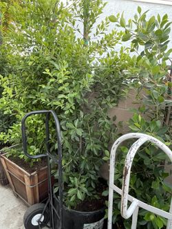 Indian Laurel Trees 