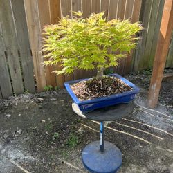 Bonsai Japanese Maple