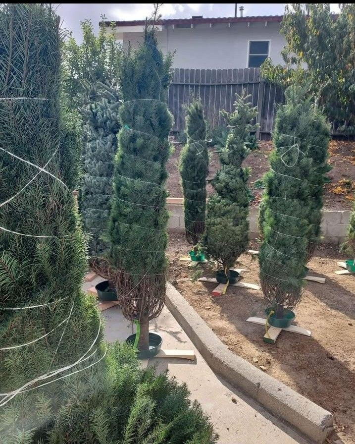 Real Christmas Trees W/ FREE STAND In Hacienda Heights