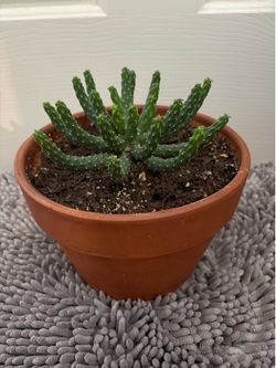 Medusa head live plant with pot