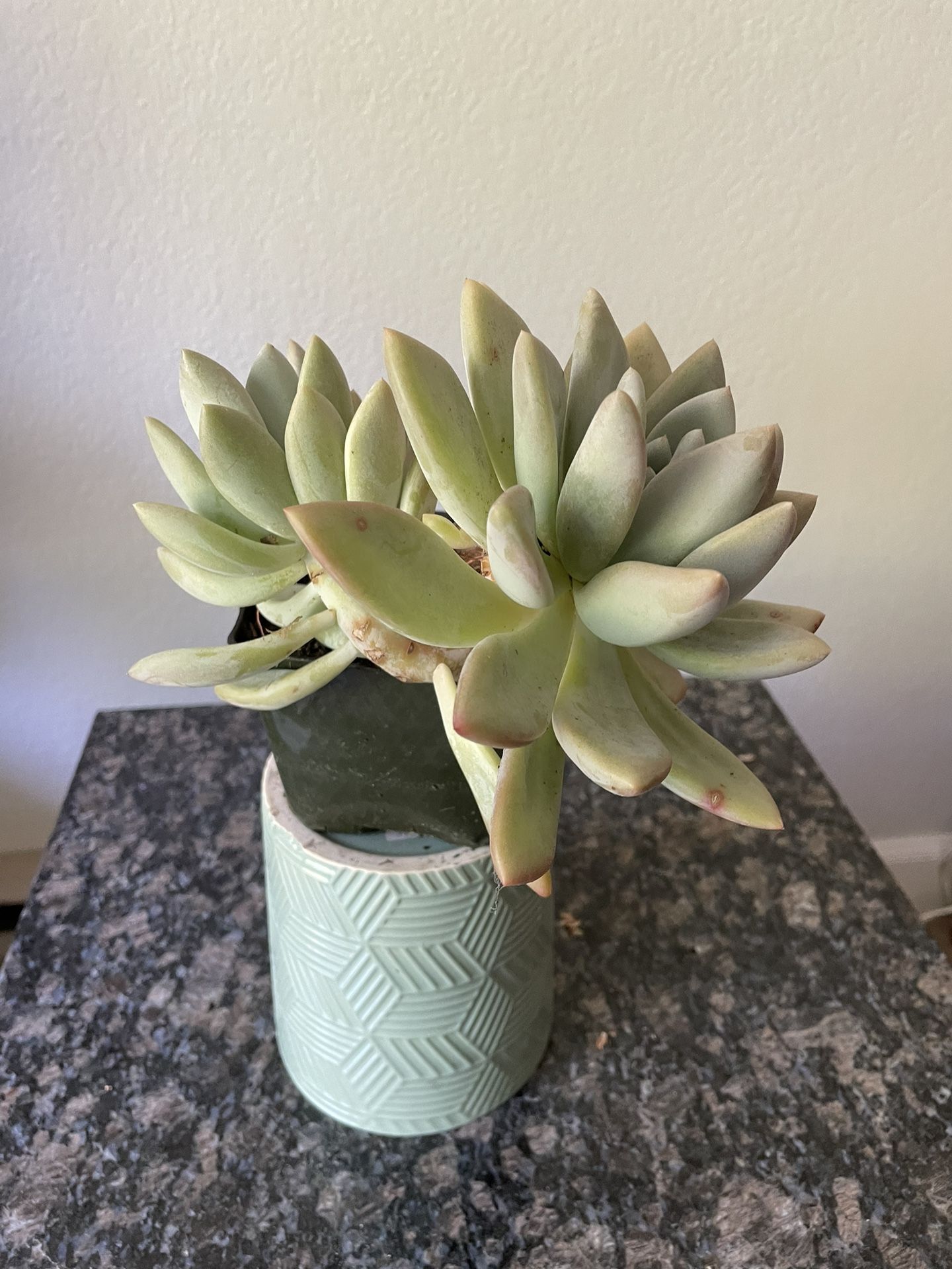 Opalina Succulant Plant