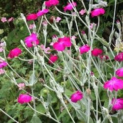 Champion Rose Plant