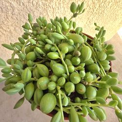 🌷🦋String Of Watermelons  Plant 🌷🦋