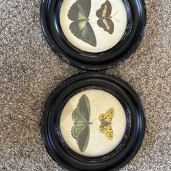 Butterfly Framed Wall Art