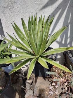 Agave Plant