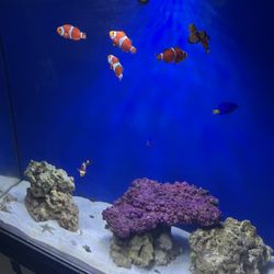 Fish Tank 