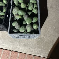 avocado