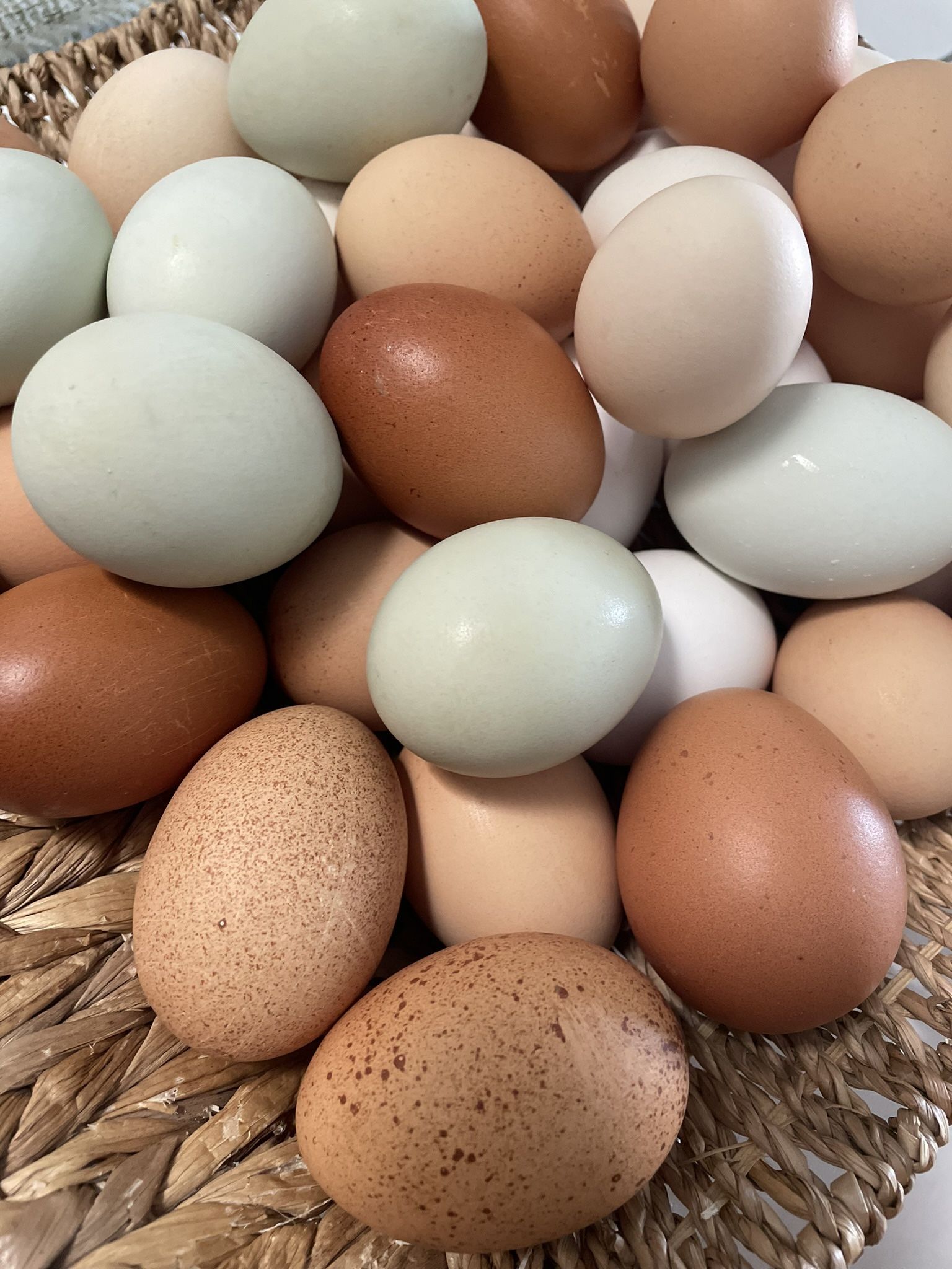 Fresh Eggs
