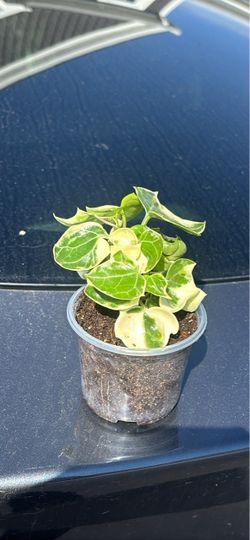 Variegated English Ivy Wax.