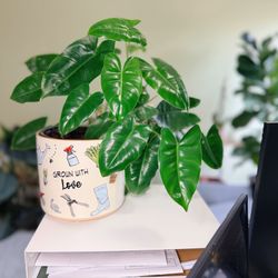 Well Shaped Philodendron Burle Marx