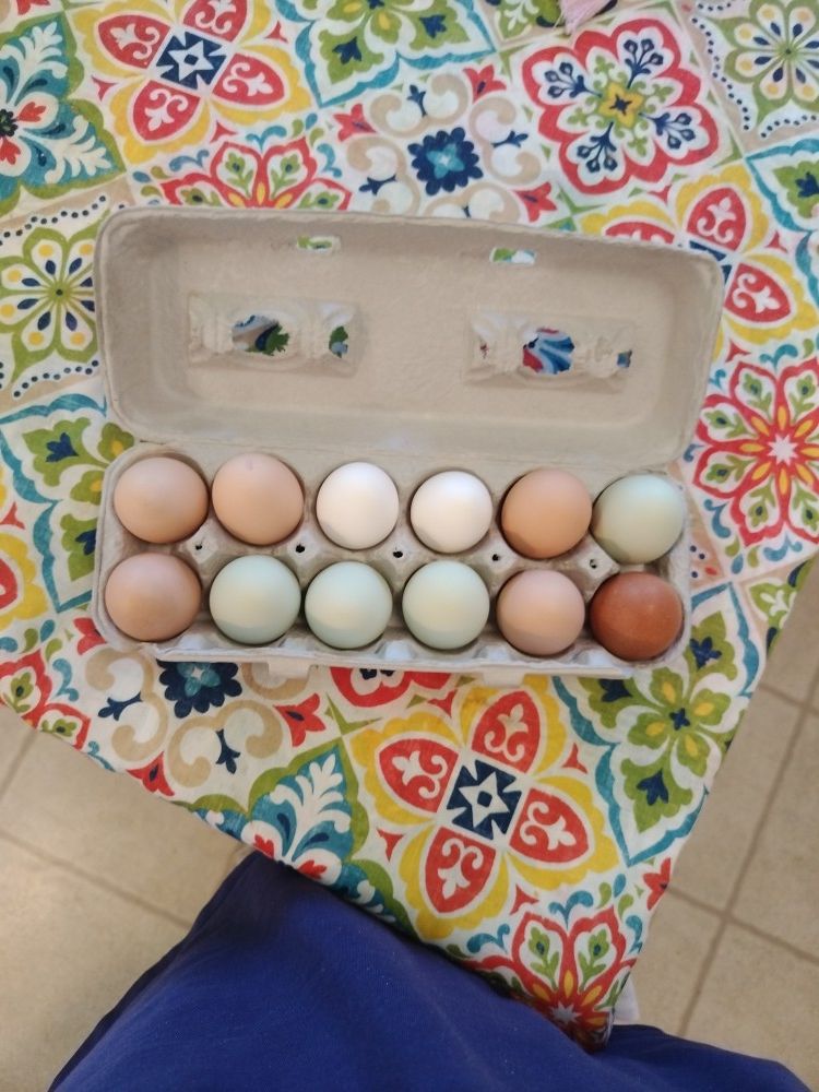 Eggs for sale