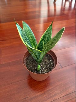 Snake plant