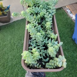 Burros Tail Succulent 