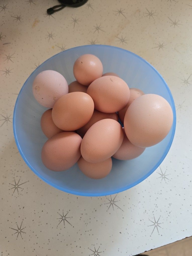 Dozen Eggs $5