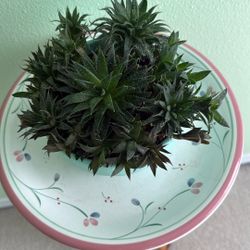 Plant 🪴 Succulent. $10