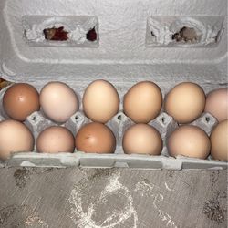 Fresh Eggs