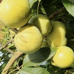 White Sapote - Vernon Variety - Grafted Tree