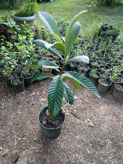 Plantas de nisperos/ plants of loquat