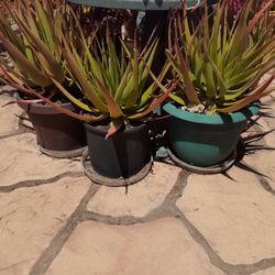 Succulent  Alone Krytopoda