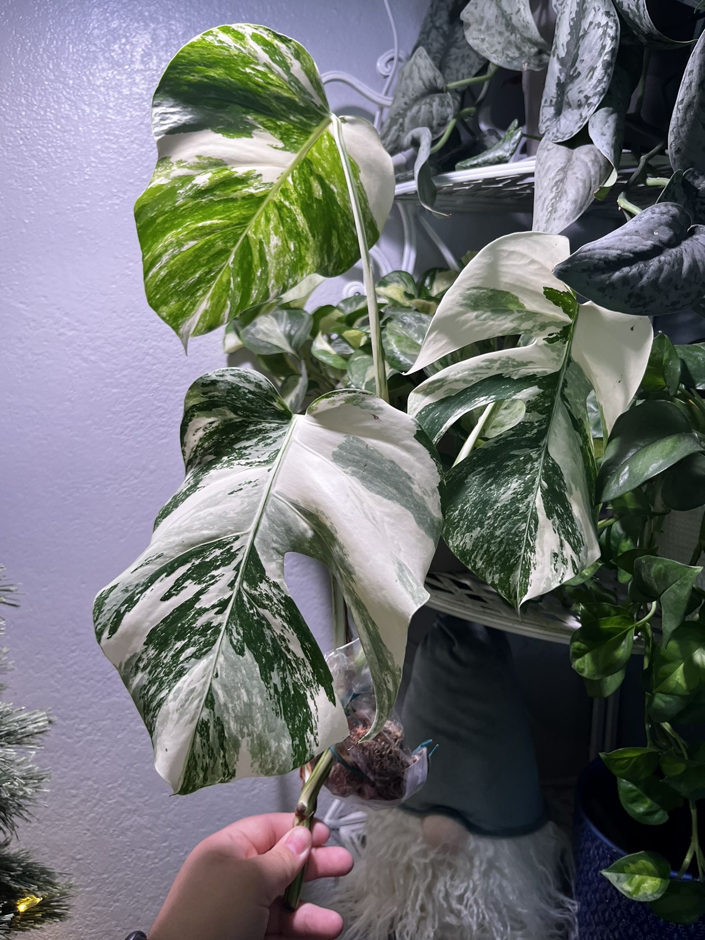 Monstera Albo for Sale in Coachella, CA OfferUp