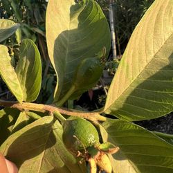 Guava ( With Fruit )