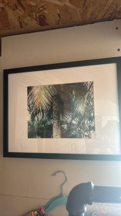 COOL PALM PHOTO
