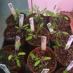 Roma Tomato Plants $2 Each