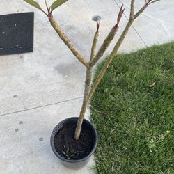 Plumeria 