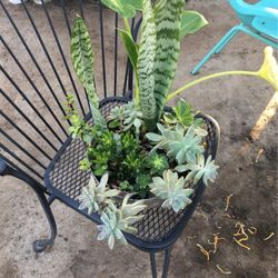 Assorted Plants