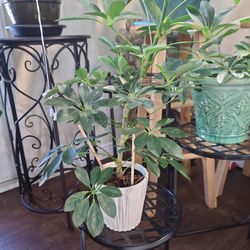 Umbrella Plant 