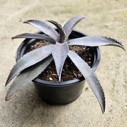 Agave Type Plant