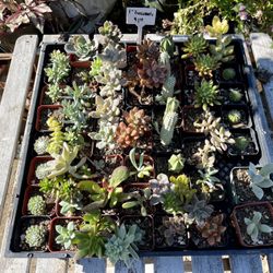 Tiny Cactus And Succulents 