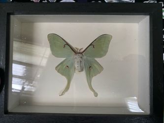 Taxidermy Luna Moth
