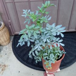 planta de ruda macho y enbra a$7 cada una