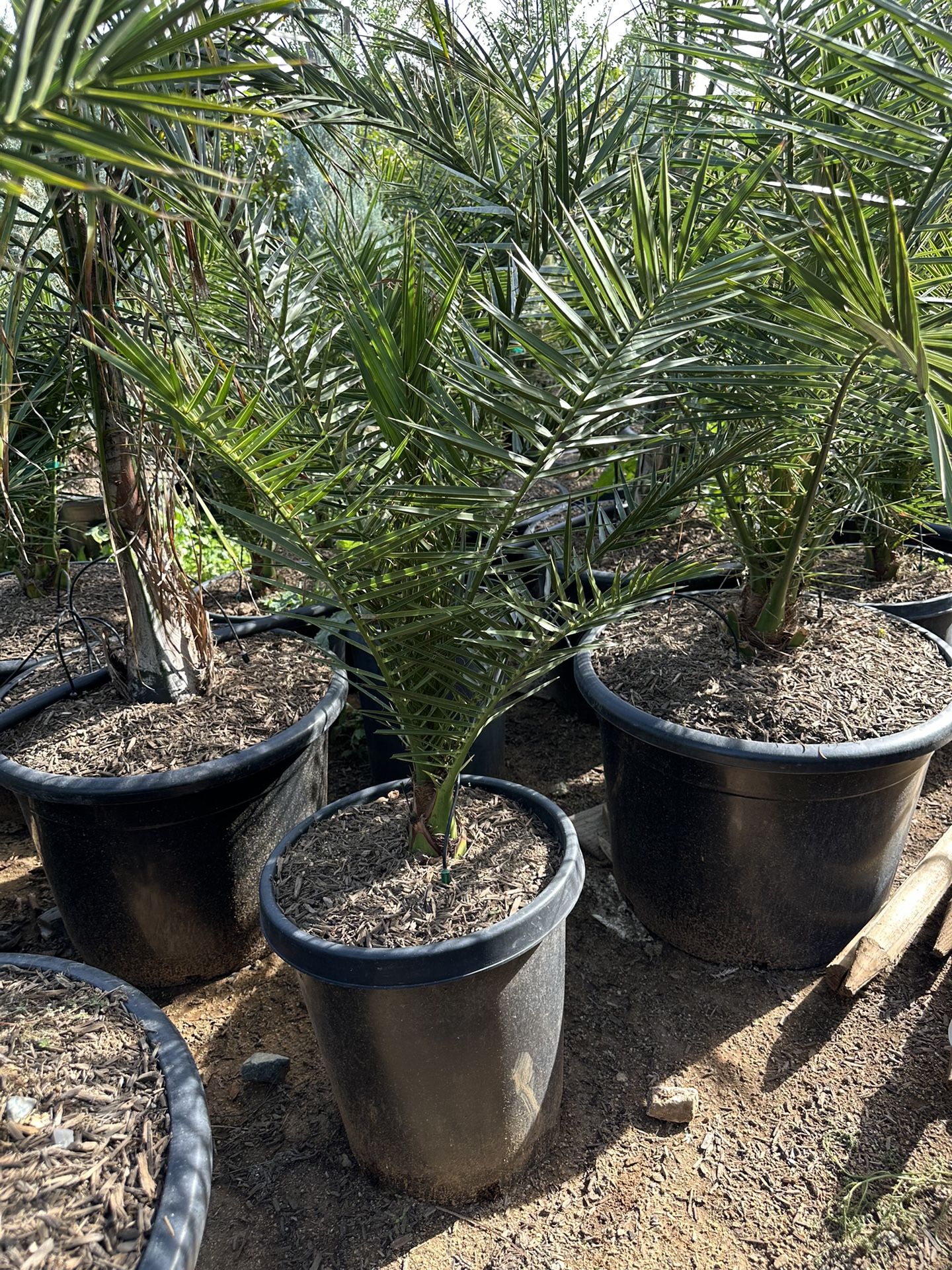 Canary Date Palm For Sale