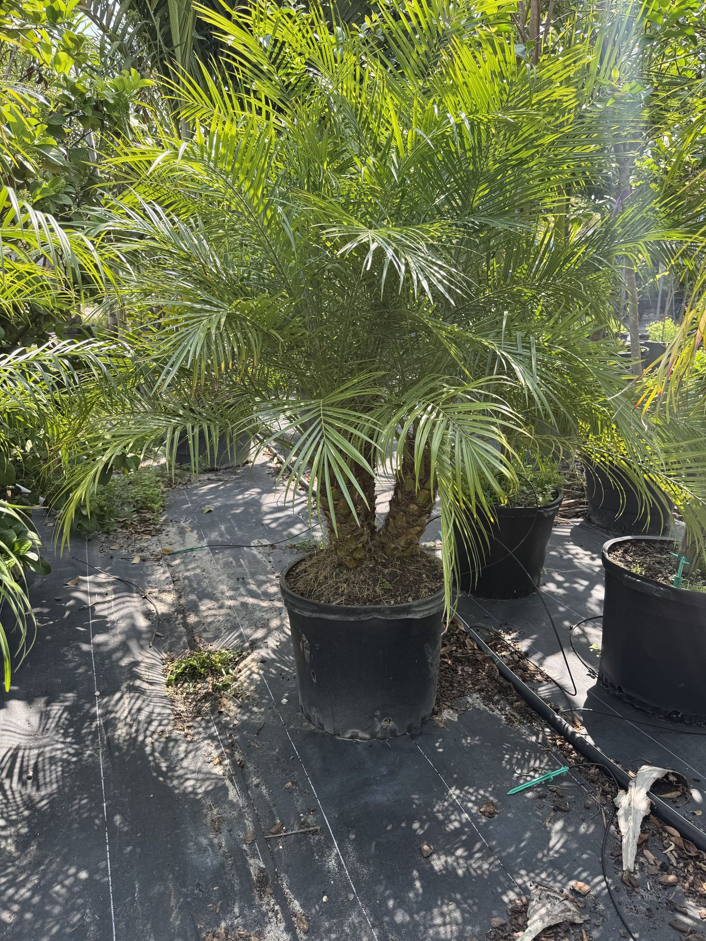 palm